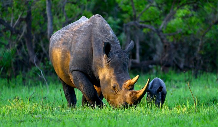 Op-Ed: Rhino hunting is not compatible with conservation