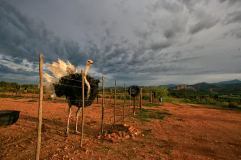 Handsome male ostrich patrolling the fenceline at Rietfontein Farm outside Oudtshoorn.
