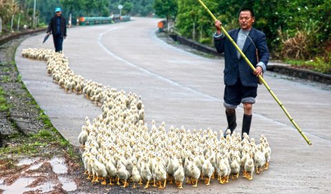 China’s bird flu outbreak: ‘The most lethal flu virus we have ever seen’