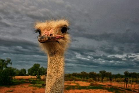 The Magic Bird, a noble ostrich of the Karoo