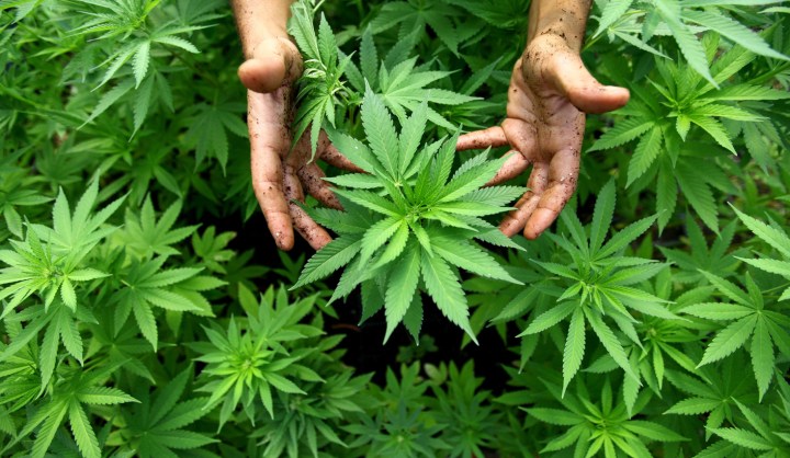 Cannabis economy: Is South Africa missing an opportunit...