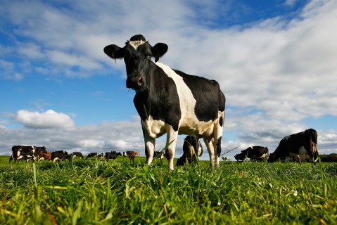 Global warming is already costly for meat and dairy producers