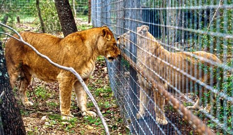 The turning tide: Blood Lions v lion breeding and canned hunting