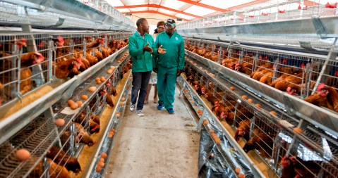 Feathers fly in poultry tariff standoff
