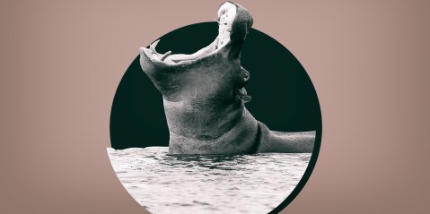 The hefty problem of castrating Pablo Escobar’s hippos