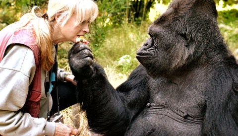 Sad, bad sad: Humans bid farewell to Koko, the gorilla who signed