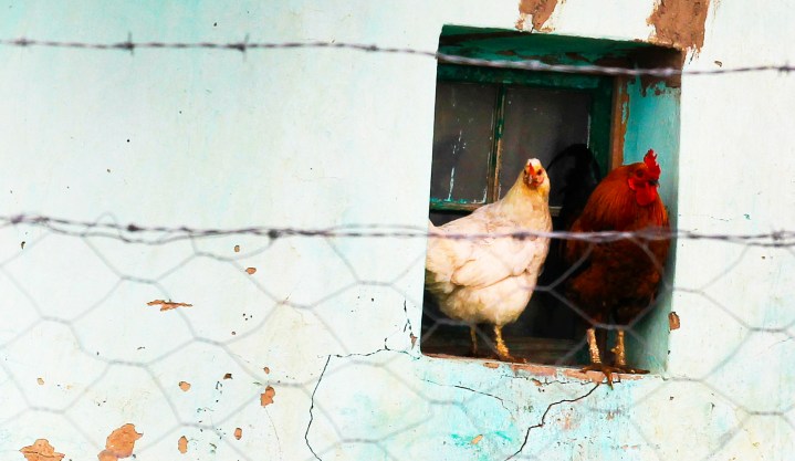 AGOA: South Africa’s real chicken and egg problem