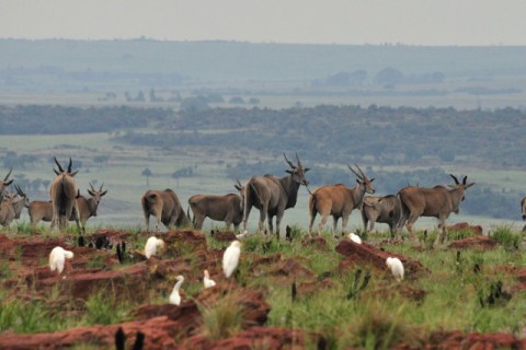 KZN Wildlife’s future hangs in limbo despite ‘action’ promises from government
