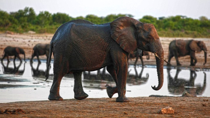Elephant Summit: eliminating demand for ivory is key
