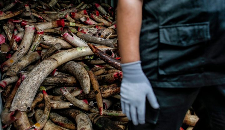 Op-Ed: Can CITES cope with the illegal wildlife trade?