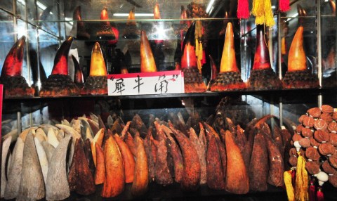 On the trail of Asia’s shifting rhino-horn market