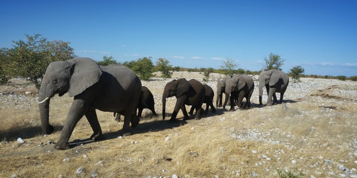 Namibia selling 170 wild elephants despite outcry