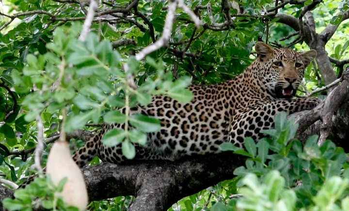 Leopard hunting: Restricted but not banned