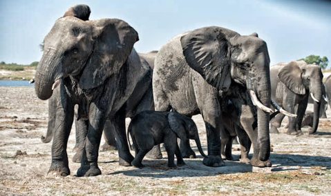 Counting Africa’s beleaguered elephants: Massive two-year census finds alarming declines