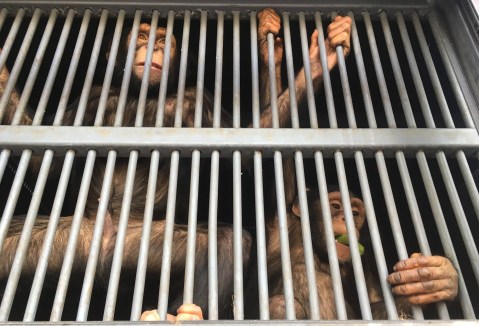 African forest plunder condemns chimpanzees to miserable lives in zoos