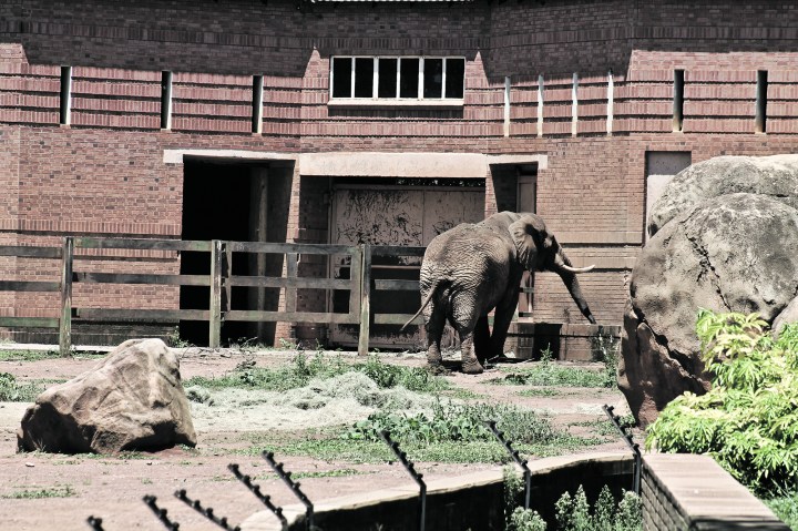 No shade, no company, no exercise – that’s no life for sad elephant Charlie