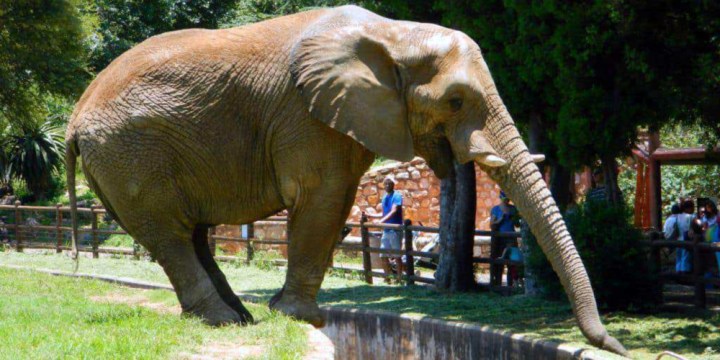 Zoos need a radical rethink — a plea for Joburg’s Lammie the elephant
