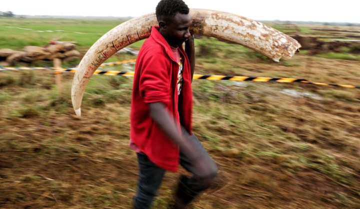 Op-Ed: Calls for greater protection for African elephants could re-open international ivory trade