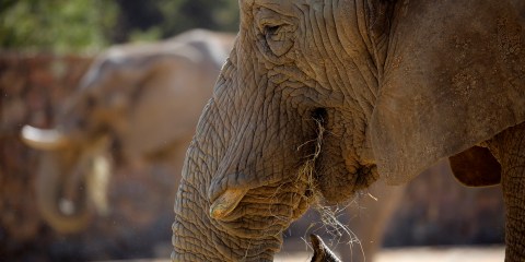 An old curse and addiction are at play in new debates around ivory