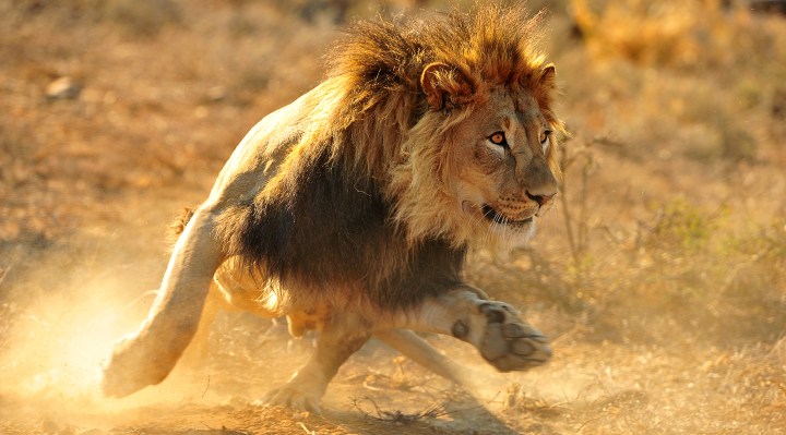 SANParks puts down seven Karoo NP lions that posed threat to humans and livestock