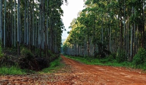 Op-Ed: Investing in forests is investing in people