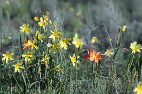Overberg farmers open hearts to conservation of renosterveld