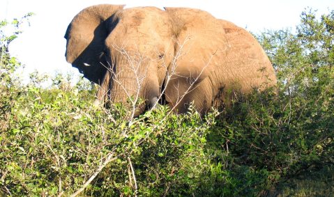 Dear Don Pinnock: No Timbavati ‘100-pounder’ elephant hunt
