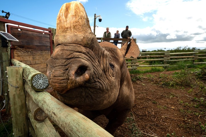 Seeing conservation through a blind rhino’s eyes