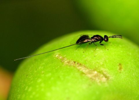 The wasp that cares a fig
