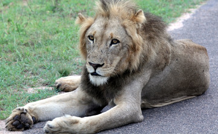 Kruger Lions: Who really cares about conservation?