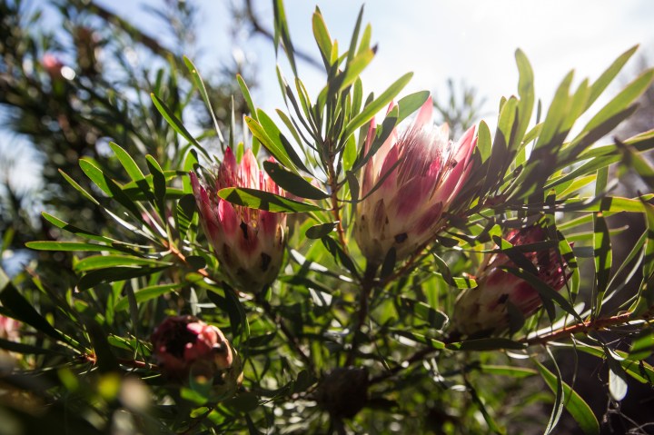 The Cape’s plants are dying out – and local authorities need citizens’ help