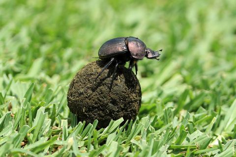 Of dung beetles and elephants
