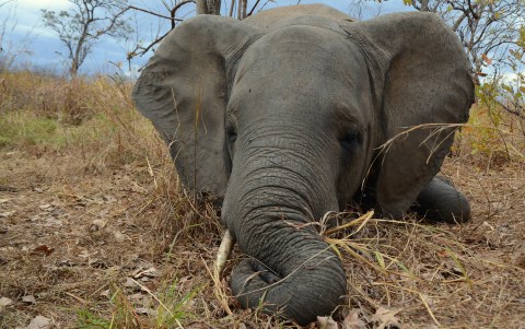 Why poaching has decreased dramatically in Mozambique’s Niassa Reserve