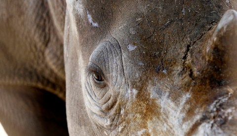 Rhino horns online auction: A solution to some, a disaster to many