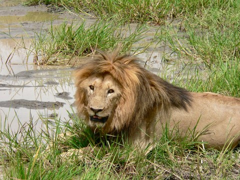 How government is supporting captive lion breeding