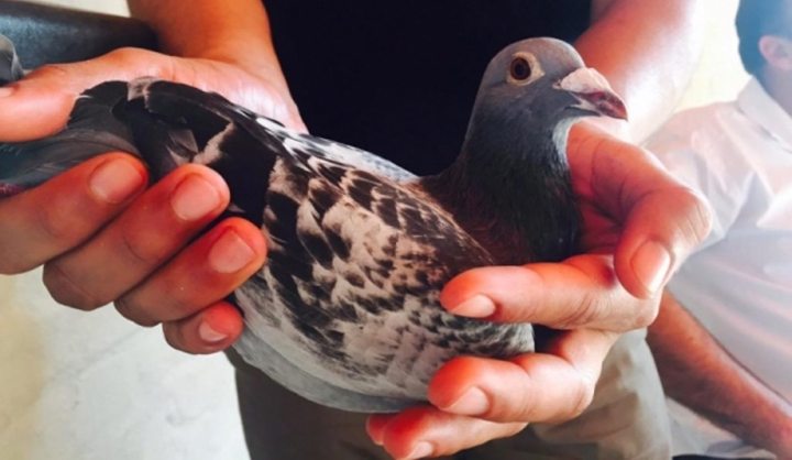 GroundUp: Historic pigeon race unites fanciers