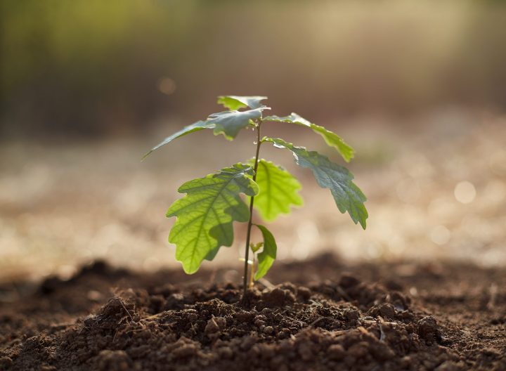 From the ground up: The importance of good soil