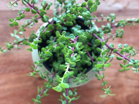 The spekboom: Miracle plant or just another succulent?