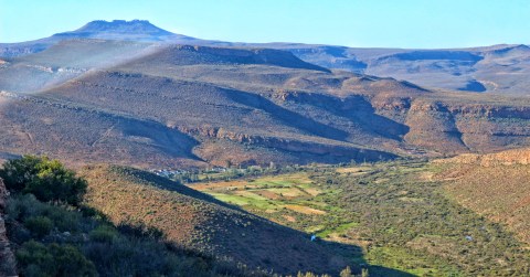 Plant matter: How rooibos brought justice to SA’s indigenous