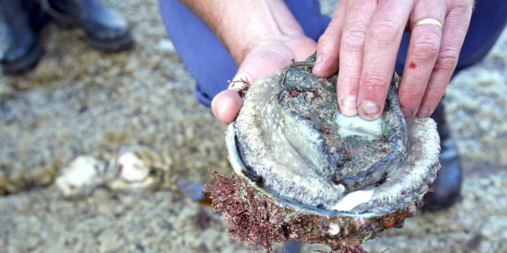 Can the illegal abalone trade be stopped?