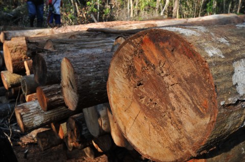 Conflict and organised crime are razing Central African Republic’s rainforests