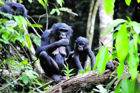 The great apes: Pioneering study shows bonobos will adopt infants of another group