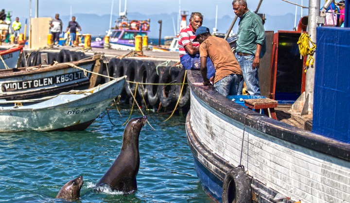 No safe harbour for Cape fur seals