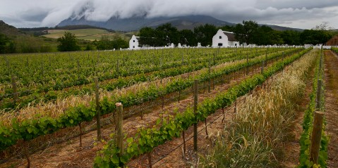 SA wine trade lost R7bn over 14 weeks of lockdown, says industry organisation