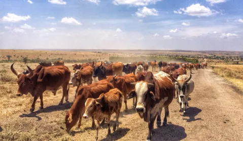 Cattle rustling: from cultural practice to deadly organised crime