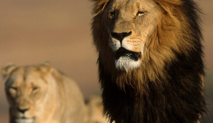 Kruger Park Lion Debate: Animal rights activists are just plain wrong