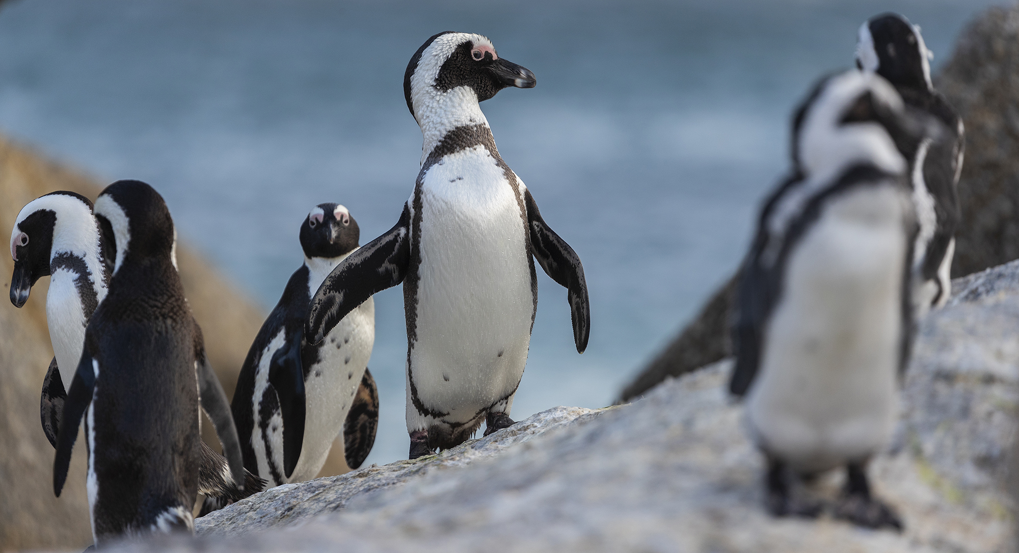 oil penguins
