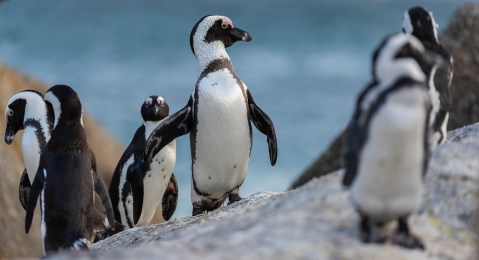 African penguins are heading towards extinction – here’s how we can save them