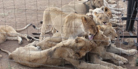 Regulations tabled to block new lion breeders and protect wide range of wild creatures