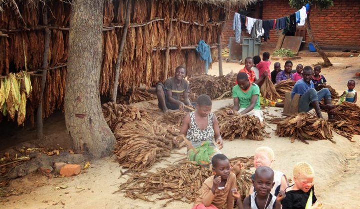 Tobacco Road: Malawi’s Ten Oxcarts Worth of Development